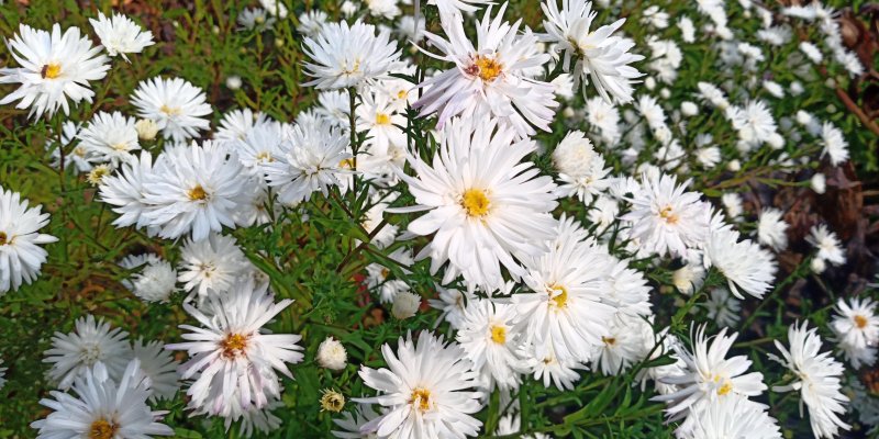 Symphyotrichum novi-belgii (Aster) novi-belgii 'White Ladies' Õiekas sügisaster